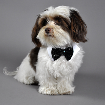 Dog Bowties