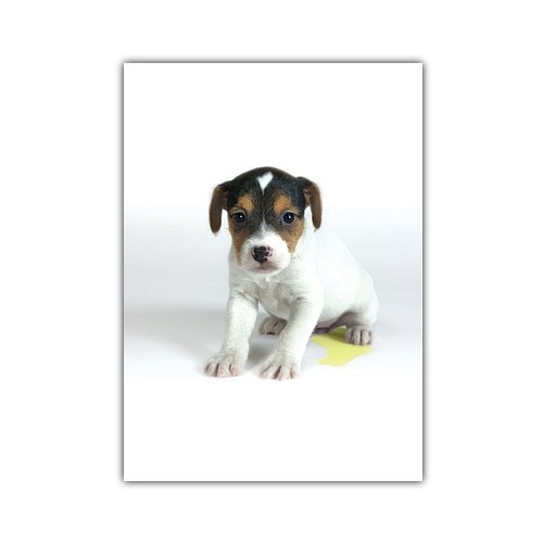Dog Miscellaneous Cards
