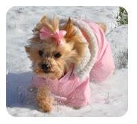 Dog Snow Suit