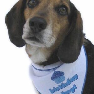 Birthday Boy Dog Bandana