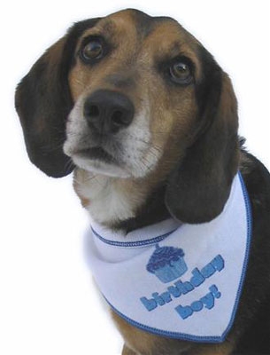 Birthday Boy Dog Bandana