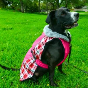 Raspberry Plaid Alpine All Weather Dog Coat