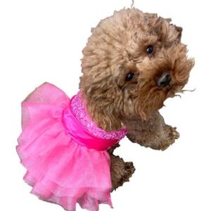 Zsa Zsa Dog Tutu Dress in Hot Pink