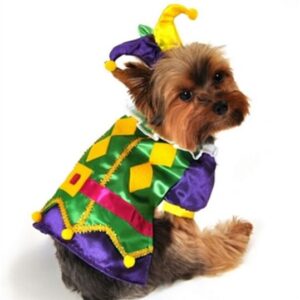 Royal Harlequin Dog Costume