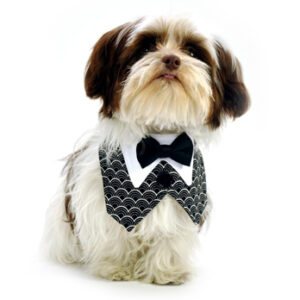 Art Deco Dog Vest with Black Bow Tie