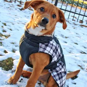 Black and White Plaid Alpine All Weather Dog Coat