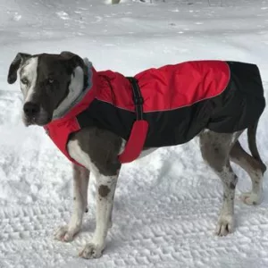 Red and Black Alpine All Weather Dog Coat