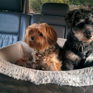 Luxury Dog Beds