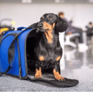 Airline Pet Carriers